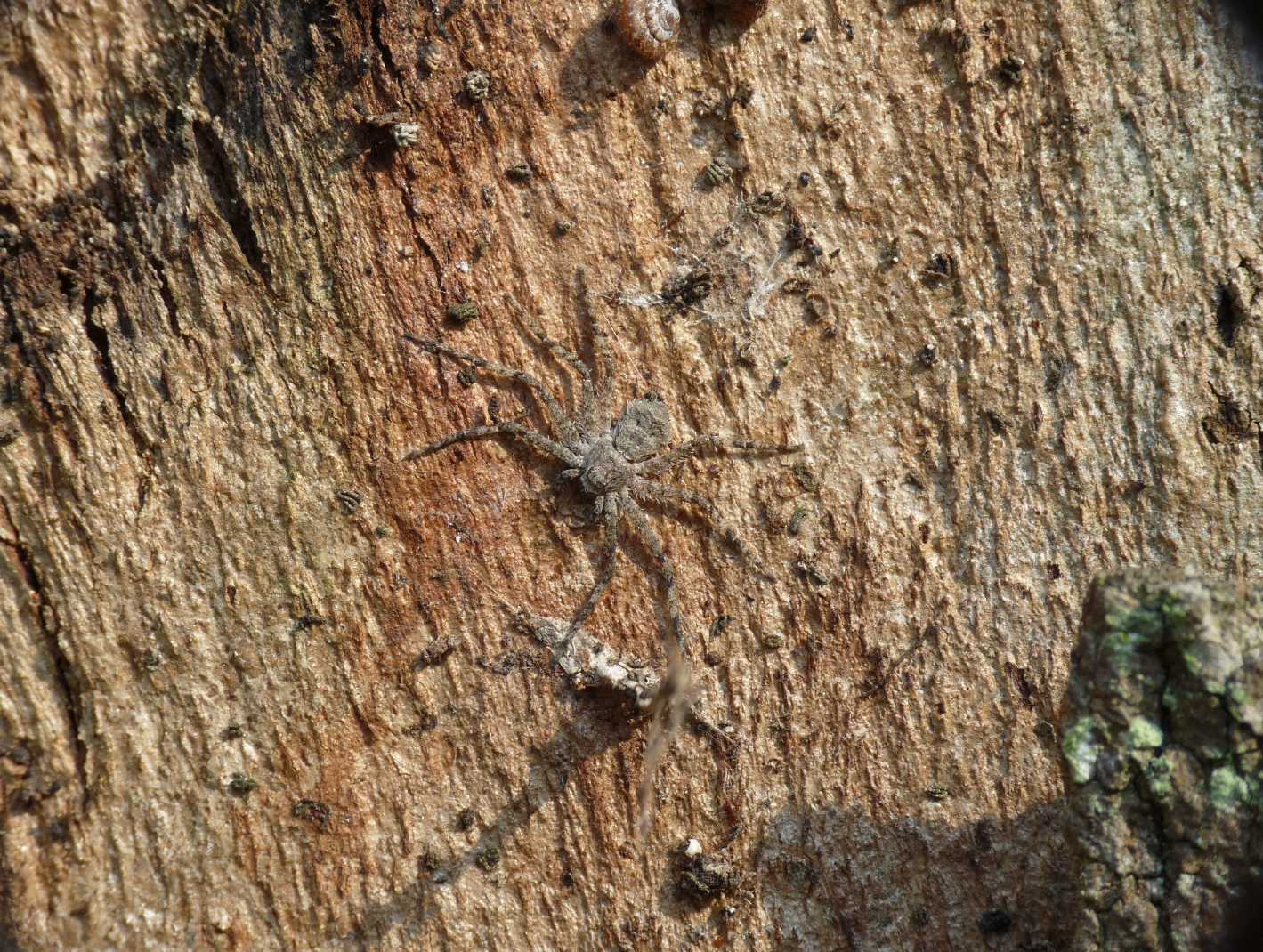 Ragno piatto - Philodromus margaritatus